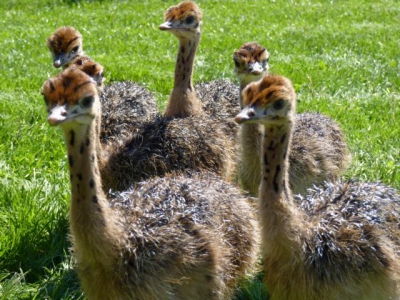 Küken