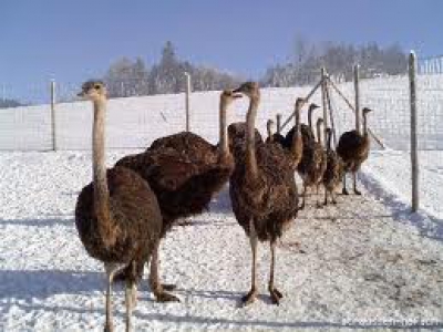 Strausse-im-Winter